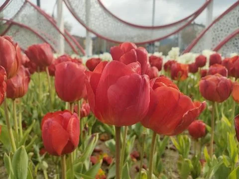 Red Tulip Foto stock