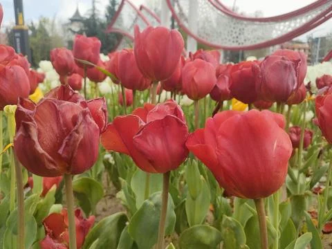 Red Tulip Foto stock