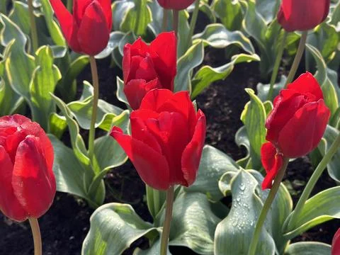 Red Tulip Foto stock
