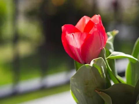 Red Tulip Stock Photos