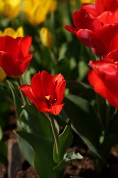 Red tulip 库存照片