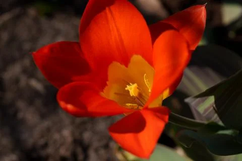 Red tulip Fotos de archivo