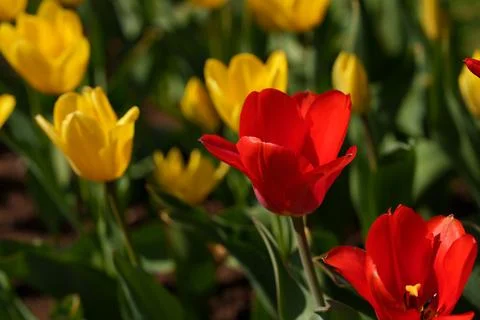Red tulip Stock-Fotos