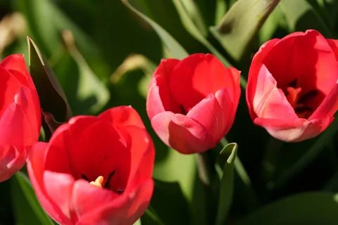 Red tulip Фото