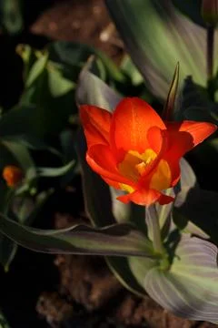 Red tulip Fotos Stock