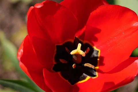 Red tulip Stock-Fotos