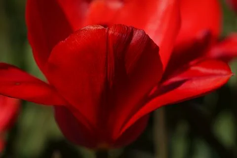 Red tulip Stock-Fotos