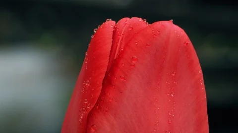 Red tulip with raindrops. Close-up Stock-Footage 105955487