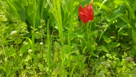 Red tulip in the rays of the sun sway in the wind Stock Footage 154034983