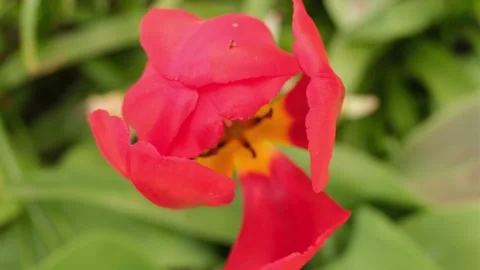 A red tulip with a recurved petal develops in the wind Video stock 195300839