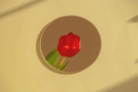 Red tulip reflection in a round mirror on yellow background with shadows. Stock Photos