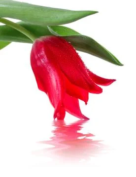 Red tulip with reflection in water Stock Photos