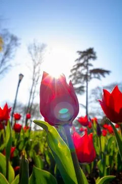Red tulip. Selective focus of red tulip in the park background photo. Stock Photos