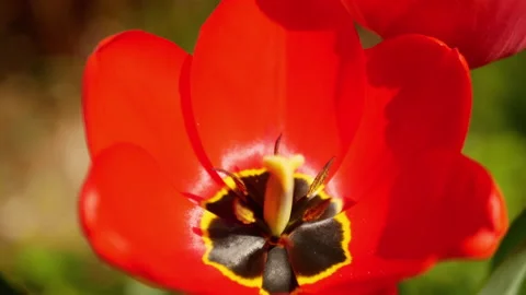 Red tulip shivers on a wind Stock Footage 186951098