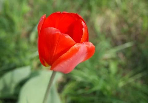 Red tulip, side view Stock Photos