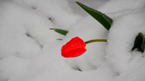 Red tulip in snow Stock Footage 75131540