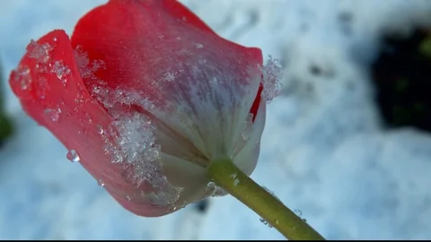 Red tulip in the snow Stock Footage 129382691