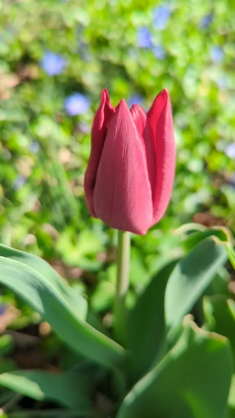 Red Tulip of the spring Stock Footage 298788956
