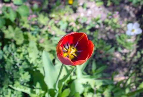 Red tulip in a spring garden. Stock Photos
