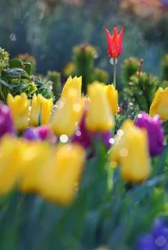 Red Tulip in Spring Fotos Stock
