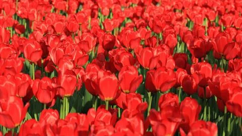 Red Tulip at Spring Stock Photos