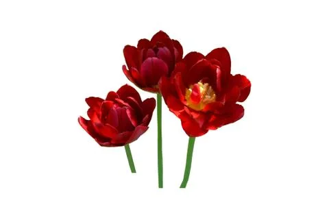 Red tulip in spring Stock Photos