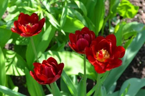 Red tulip in spring Stock Photos