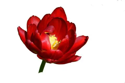 Red tulip in spring Stock Photos