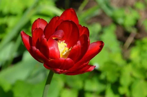 Red tulip in spring Stock Photos