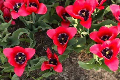 Red tulip at spring Stock Photos