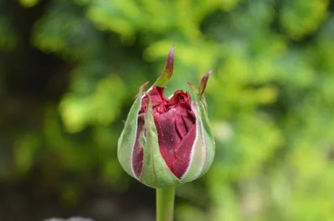 Red tulip in spring Stock Photos