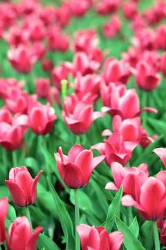 Red tulip at spring Stock Photos