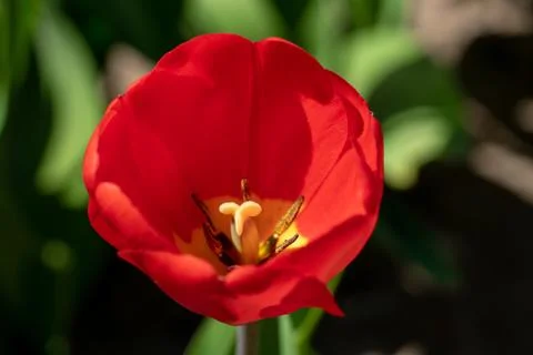 A red tulip stands in front of a tulip field Stock Photos