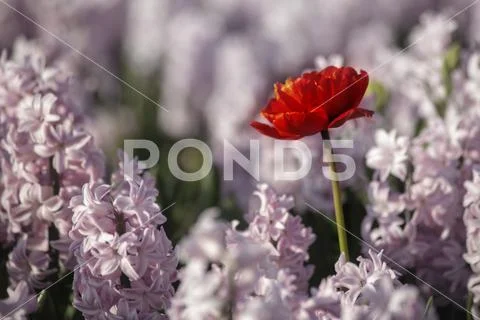 Red tulip stands out from the hyacinths flowers fields to get all the sunset Stock Photos