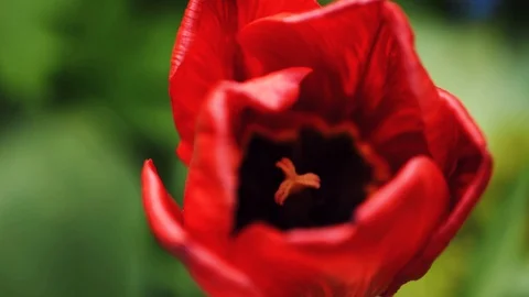 Red tulip on a summer day Stock Footage 129671617