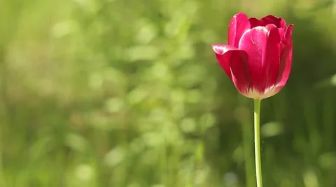 Red Tulip Swaying The Wind 動画素材 50355866