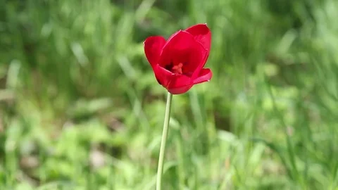 Red tulip swaying in the wind HD Stock Footage 75896268