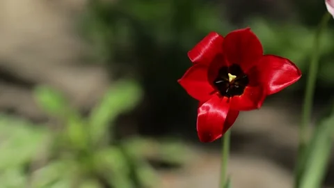 Red tulip sways in the wind on a blurred background closeup shot. Stock Footage 133122584