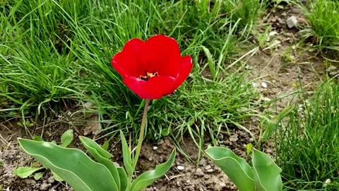 Red tulip sways in the wind in lush green grass Video stock 239180207