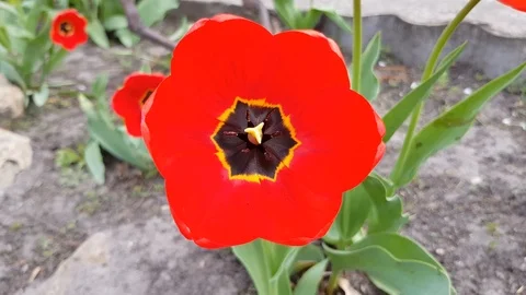 Red tulip top view Stock Footage 89430438