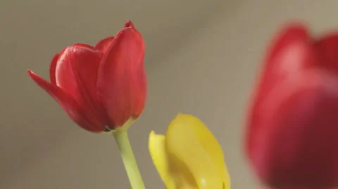 Red Tulip Track 02 Stockbeeldmateriaal 6963954
