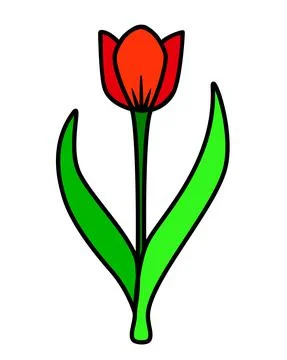 Red tulip with two leaves - vector full color illustration. Tulip is a stylized Stock Illustration