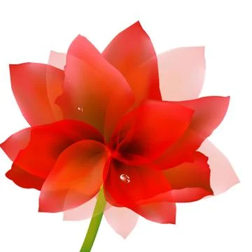 Red tulip with water drop Stock Illustration