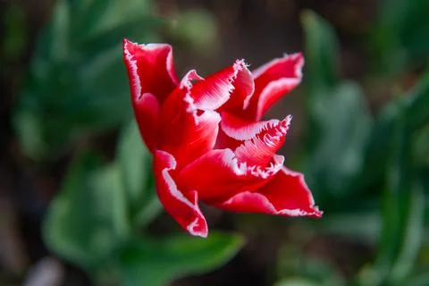 Red tulip with white pattern on grass background Stock Photos