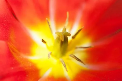 Red tulip from within, as background Fotos Stock