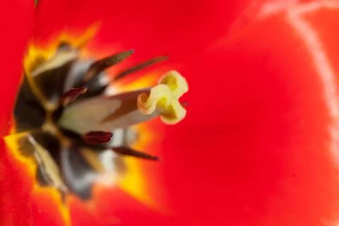 Red tulip from within, as background Fotos Stock