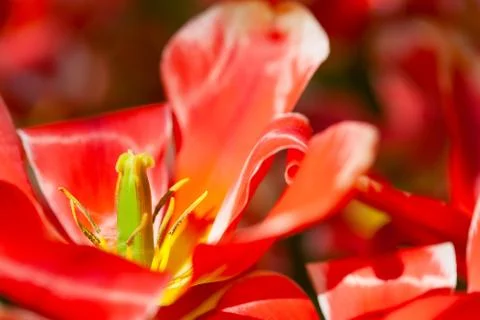Red tulip from within, as background Fotos Stock