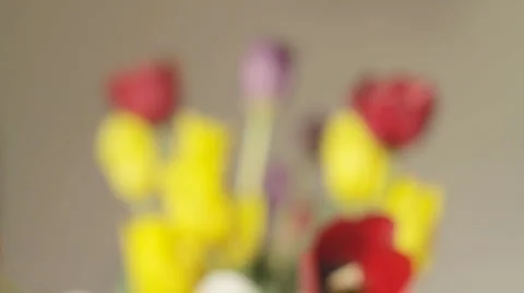 Red tulip zoom Stockbeeldmateriaal 6964279
