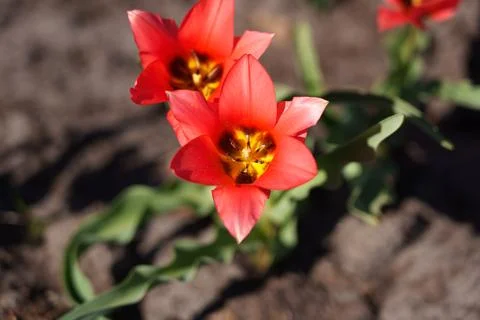 Red Tulipa armena Stock-Fotos