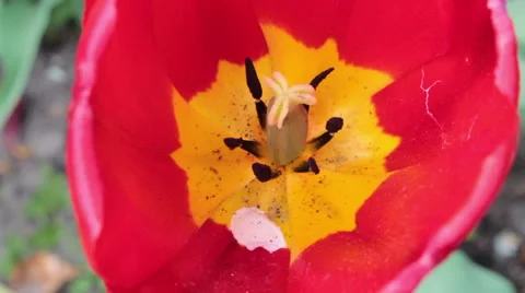 Red Tulips 1 Stock Footage 49996931